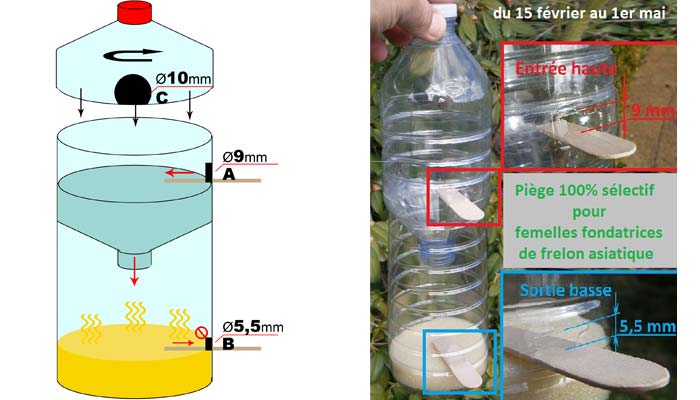 Armadilha para a vespa-asiática funciona como um cavalo de Tróia, Nanotecnologia